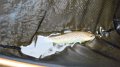 Trout3