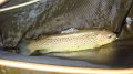 Trout4