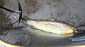Trout5