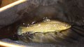 Trout6