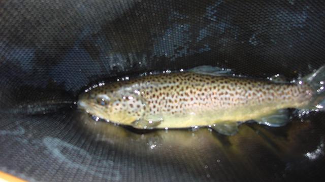 DSC02558.JPG