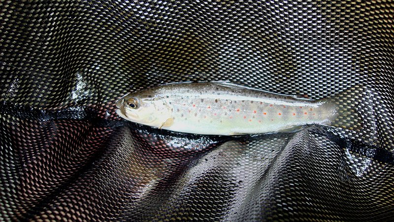 DSC02712.JPG