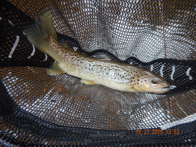 DSCN0780.jpg -                                Most of the fish had problems with damaged fins.  Given a bit of time, they will adapt.