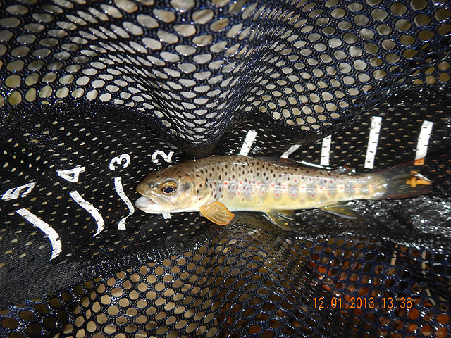 DSCN0266.jpg -                                Got this one to hit on a dry.  Saw one more, and missed another.