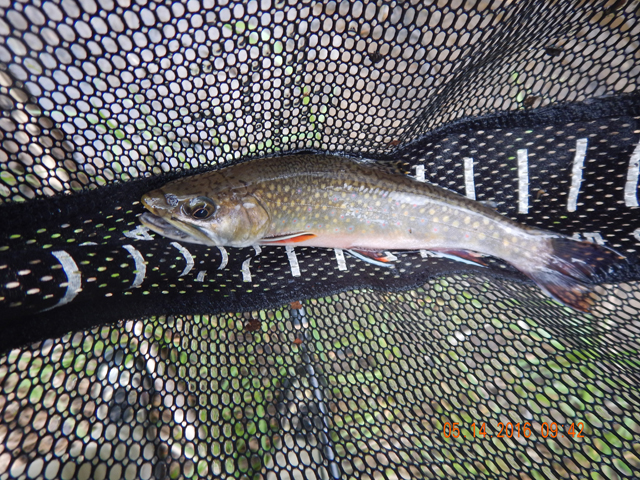 DSCN1247.jpg -                                Looks like the Commission stocked Cross Fork pretty heavily.  This nice brookie came from that stream.