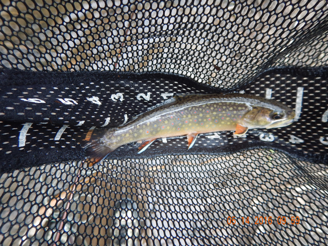 DSCN1249.jpg -                                Another stocked brookie.  This was a 9 incher.