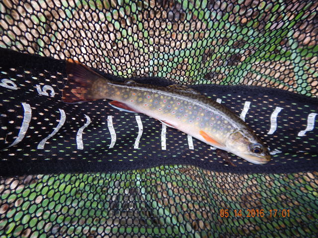 DSCN1258.jpg -                                Then this 8 incher jumped on the hook.  