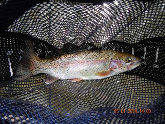 DSCN0533.jpg -                                All rainbows in Cross Fork
