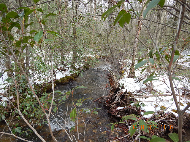 DSCN0440.jpg -                                Stream is lined with briars and mountain laurel making for pretty tough casting.