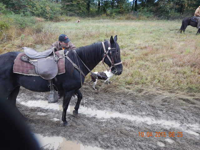 DSCN0674.jpg -                                Getting ready to remount after a find.  Brownie patiently waiting.