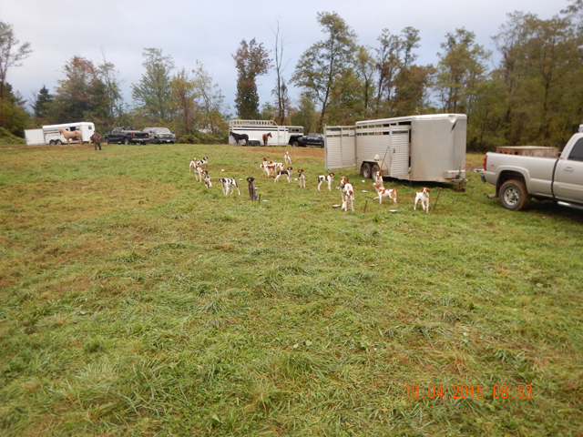 DSCN0677.jpg -                                No shortage of Dogs!