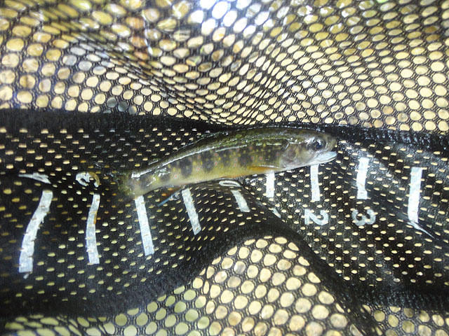 DSC01767.jpg -                 First Brookie -                