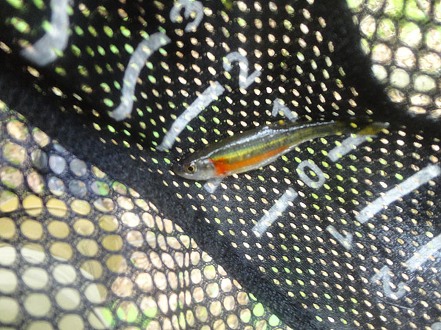 DSC01771.jpg -                                Hey, a Pa Cutthroat (Chuckle, Chuckle)