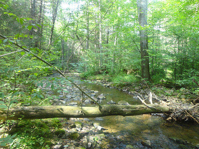 DSC01775.jpg -                                Under stumps and logs made great holding areas