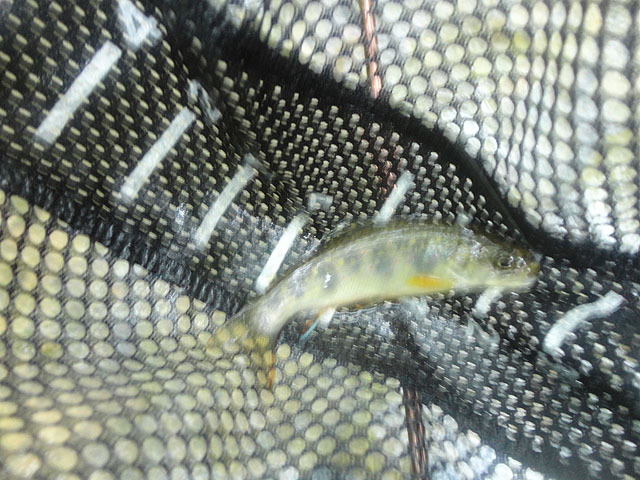 DSC01620.jpg -                                First fish of the day from Fowlers..