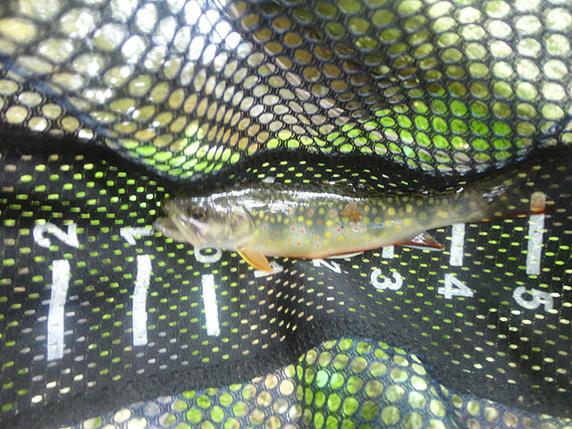 DSC01630.jpg -                                First fish from Laurel...on the first cast!