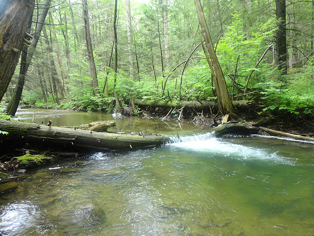 DSC01637.jpg -                                Laurel Run 3