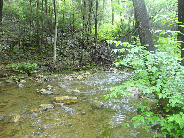 DSC01638.jpg -                                Laurel Run 4