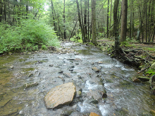 DSC01644.jpg -                                Laurel Run 6