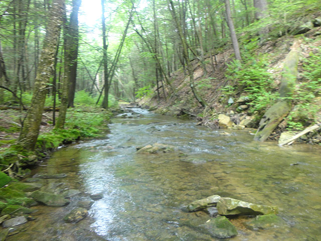 DSC01648.jpg -                                Laurel Run 9