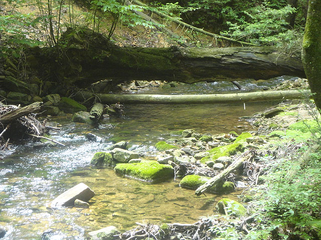 DSC01664.jpg -                                Laurel Run - Up Stream 2