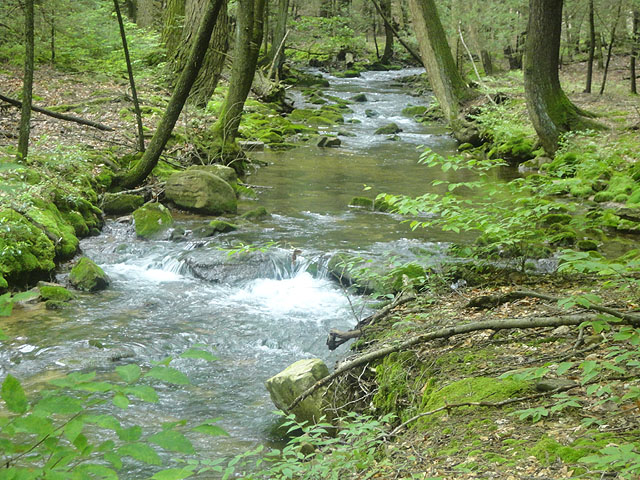 DSC01669.jpg -                                 Laurel Run - Up Stream 4