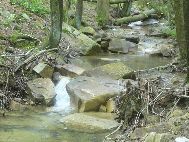 DSC01670.jpg -                                Stream that runs into Laurel Run.  Caught trout here too!