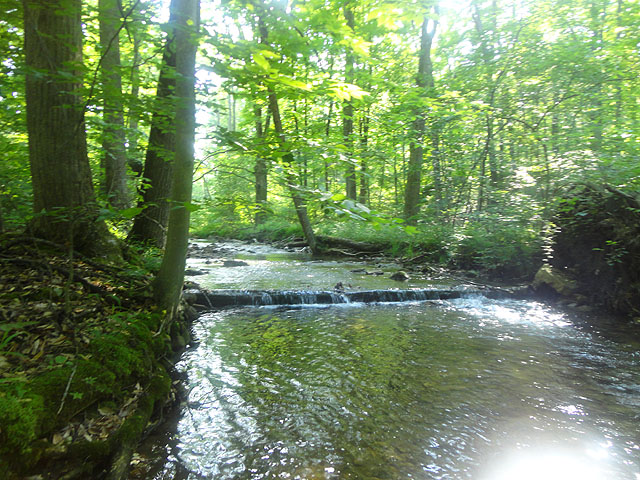 DSC01672.jpg -                                Back to Fowlers Run
