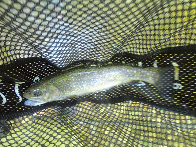 DSC01675.jpg -                                Last fish of the trip from Fowlers Run, directly behind the RV