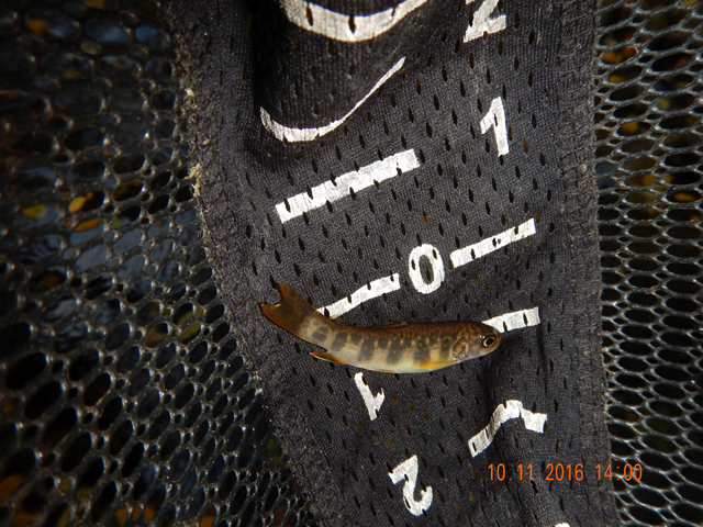 image007.jpg -                                Here is a sample.  Maybe two inches.  Pretty though.