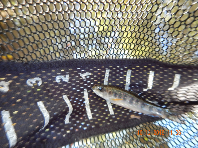 image014.jpg -                                Your reward for stealth was a little three inch fish. Seems like we tapped into the nursery this trip.
