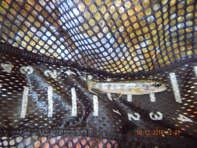 image023.jpg -                                And, it held fish.