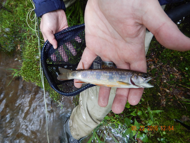 DSCN1300.jpg -                                And, we caught some nice wild trout.
