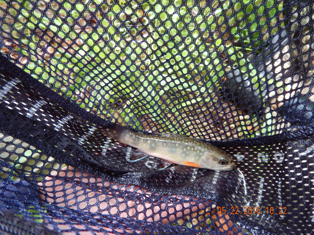 DSCN1311.jpg -                                Another in the net.
