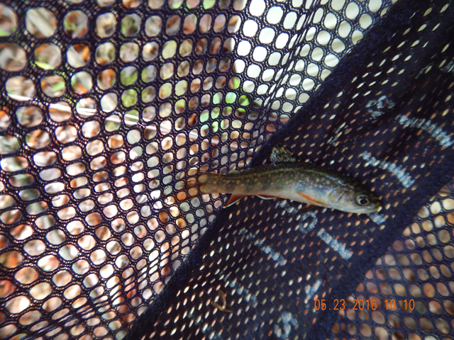 DSCN1322.jpg -                                The camera just doesn't do these fish justice.