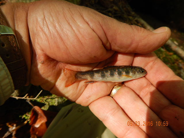 DSCN1330.jpg -                                Yeah, I caught come little guys too.