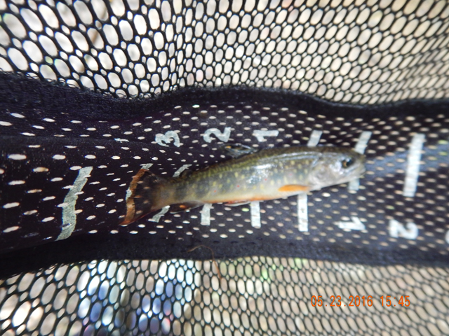 DSCN1367.jpg -                                Along with the stocked trout there were a couple of resident fish.