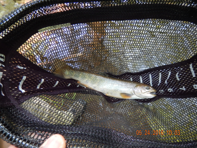 DSCN1371.jpg -                              I showed this hole to Ed on Tuesday and he got this one on the first or second cast.