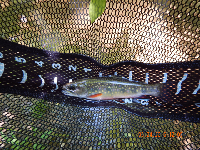 DSCN1375.jpg -                                Don't get me wrong, we got a few fish and the ones we got were really quite nice.