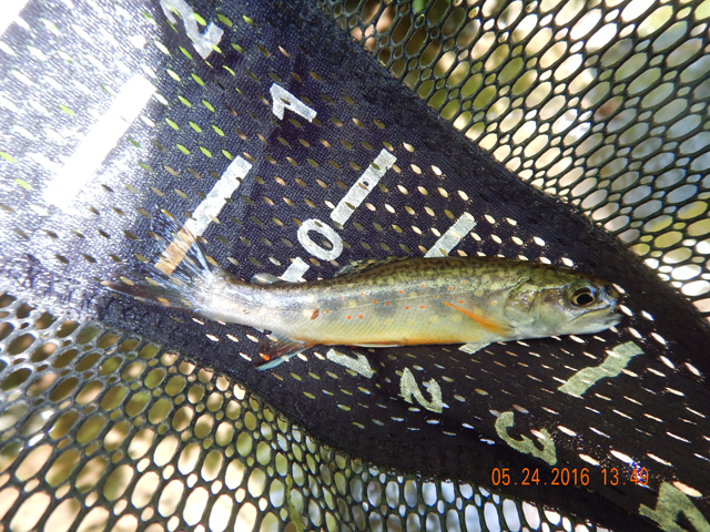 DSCN1382.jpg -                                Sometimes with more than one fish.