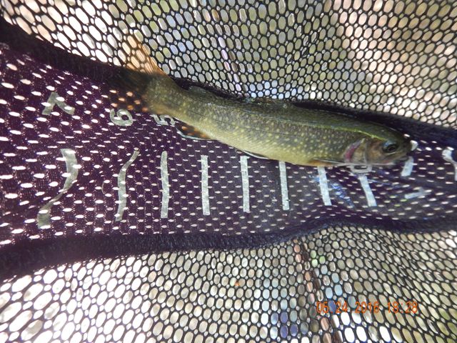image001.jpg -                                Another stocked trout from behind the camper on our return from up stream.