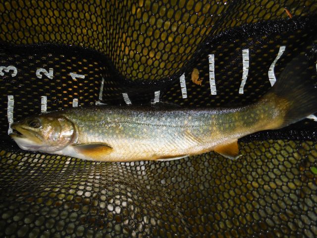 image006.jpg - Ed had a hoot catching stocked trout.  Guess he still has a bit of worm fisherman in him.