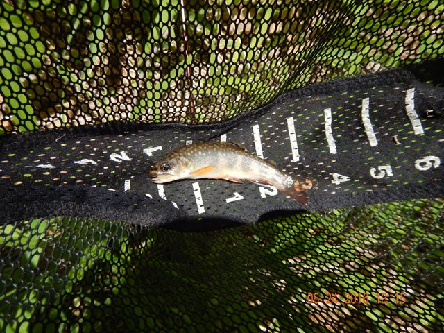 image007.jpg -                                Nice 4 inch native.