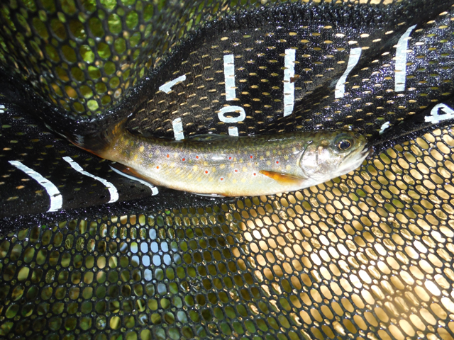 DSCF9391.jpg - Trout would still bite but I'm starting to worry that we are doing more harm to the fish than is necessary.