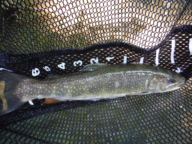 DSCF9395.jpg - Ed was still chasing stocked trout.  Can't figure out why.  Guess its a throw back to his spinner days.