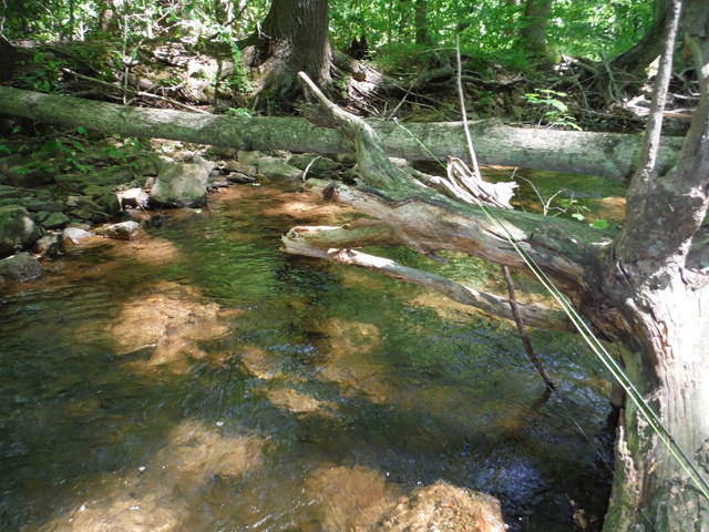 DSCF9396.jpg - The water was clear enough to spot the trout before casting.
