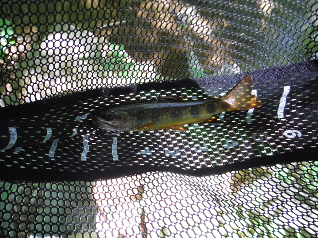 DSCF9401.jpg - The big tail on such a small fish is responsible for their incredible speed.