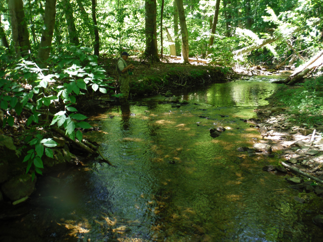 DSCF9405.jpg - While this stream is warming quickly, the canopy does help to insure the fish will survive another summer.