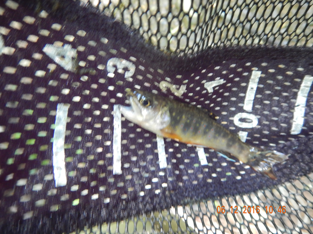 DSCN1456.jpg -             Small but still a trout.                   