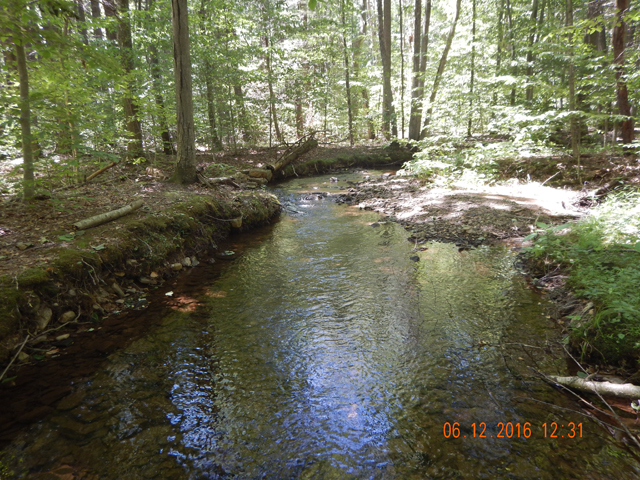 DSCN1459.jpg -                  This run looks pretty easy to fish but there were a bunch of hidden tree limbs both in the water and over hanging the stream.              